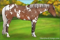 Horse Color:White Spotted Silver Bay Varnish 