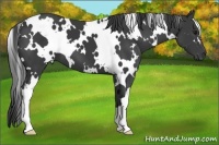 Horse Color:White Spotted Smoky Black