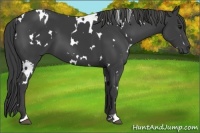Horse Color:White Spotted Smoky Black