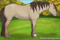 Horse Color:Classic Champagne Dun