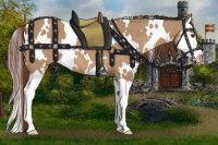 Horse Color:White Spotted Red Dun Splash 