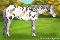 Horse Color:Liver Red Onyx Appaloosa