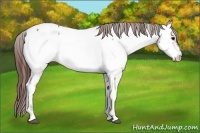 Horse Color:Bay Onyx Appaloosa Rabicano 