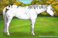 Horse Color:White Spotted Black Splash Frame Appaloosa