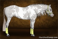 Horse Color:White Spotted Smoky Grullo Appaloosa Rabicano