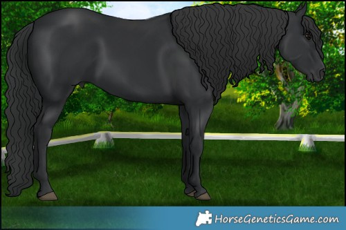 Horse Color:Black  Brindle