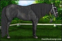 Horse Color:Black  Brindle