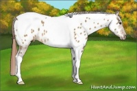 Horse Color:Buckskin Dun Tobiano Appaloosa