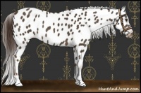 Horse Color:Liver Chestnut Near Leopard 