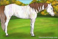 Horse Color:Red Dun Ice Splash