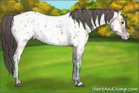 Horse Color:Bay Ice Appaloosa