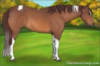 Horse Color:Chocolate Buckskin Sabino Tobiano