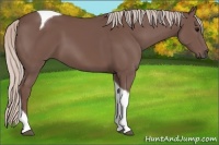 Horse Color:Chocolate Silver Black Tobiano 