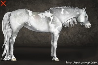 Horse Color:White Spotted Silver Blue Onyx Chinchilla Ice