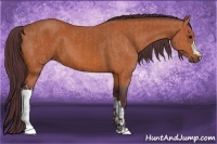Horse Color:Chocolate Bay  and Chocolate Bay 