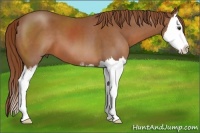Horse Color:Chestnut Sabino Splash