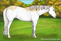 Horse Color:Silver Sable Champagne Dun Sabino Splash