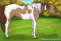 Horse Color:Red Dun Tobiano
