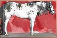 Horse Color:White Spotted Black 