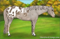 Horse Color:Chocolate Palomino Sabino Blanket 