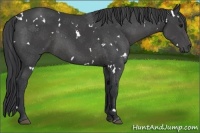 Horse Color:White Spotted Black 