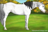 Horse Color:Bay Sabino 