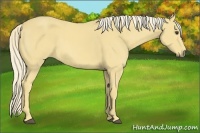 Horse Color:Palomino Sabino