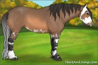 Horse Color:Buckskin Splash 