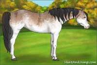 Horse Color:White Spotted Buckskin Ice Sabino Rabicano 