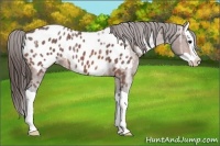 Horse Color:Bay Ice Splash Appaloosa 