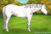 Horse Color:White Spotted Bay Splash Tobiano Blanket