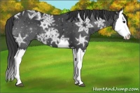 Horse Color:Black Ice Splash 