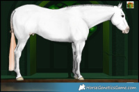 Horse Color:Bay Ice Dun Splash Blanket and Bay Ice Dun Splash Blanket