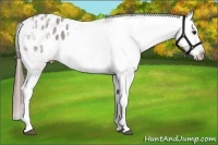 Horse Color:Grullo Ice Appaloosa 