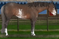 Horse Color:Liver Chestnut Sabino Rabicano 