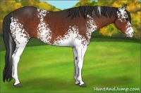 Horse Color:White Spotted Bay Rabicano