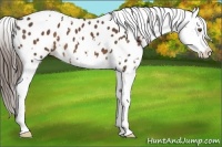 Horse Color:White Spotted Liver Chestnut Appaloosa 