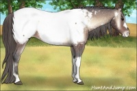 Horse Color:Buckskin Onyx Appaloosa 
