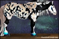Horse Color:Bay Onyx Appaloosa 