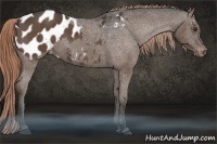 Horse Color:Liver Chestnut Appaloosa 