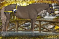 Horse Color:Chocolate Palomino 