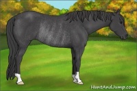 Horse Color:Smoky Black Rabicano 