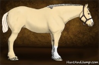 Horse Color:Palomino