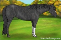 Horse Color:Black Brindle