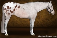 Horse Color:Bay Appaloosa 