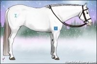 Horse Color:White Spotted Bay Appaloosa 