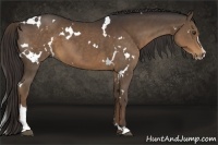 Horse Color:White Spotted Liver Chestnut Sabino 