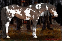 Horse Color:White Spotted Liver Chestnut Sabino 