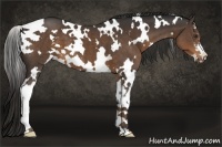 Horse Color:White Spotted Liver Chestnut Sabino