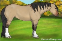 Horse Color:Bay Dun